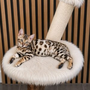 MMaestro_bengal macici Slika 3 MMaestro_bengal macici Slika 3