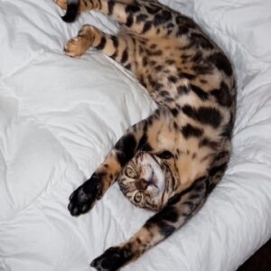 MMaestro_bengal macici Slika 5 MMaestro_bengal macici Slika 5