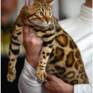 MMaestro_bengal macici Slika 7 MMaestro_bengal macici Slika 7