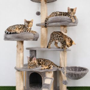 MMaestro_bengal macici Slika 11 MMaestro_bengal macici Slika 11