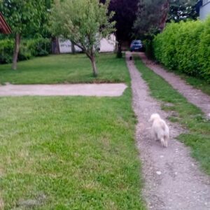 Avala, blizu megamarketa Koka Mar, 200 m2 Slika 11 Avala, blizu megamarketa Koka Mar, 200 m2 Slika 11